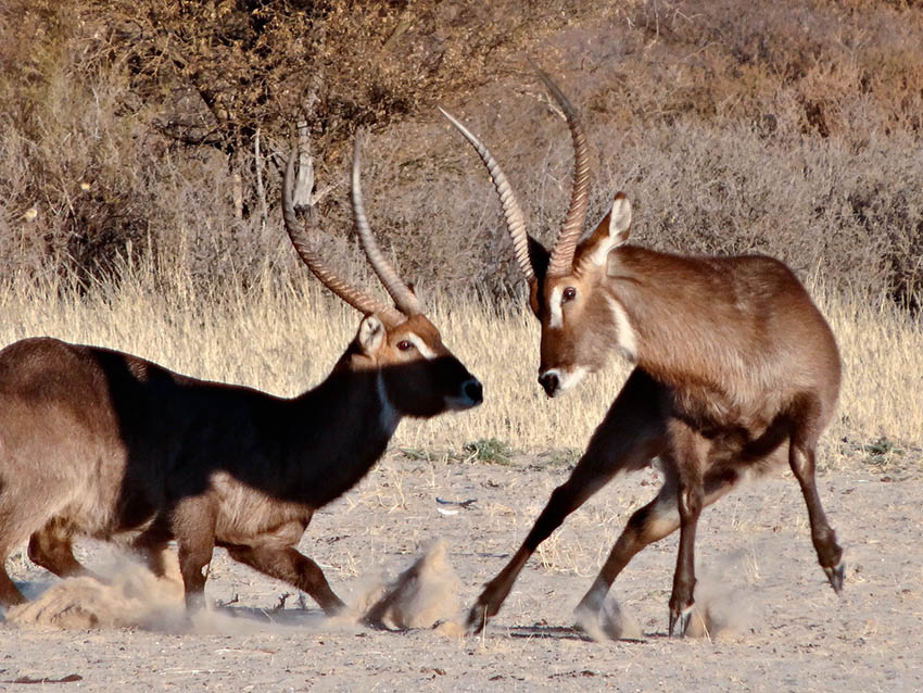 waterbuck