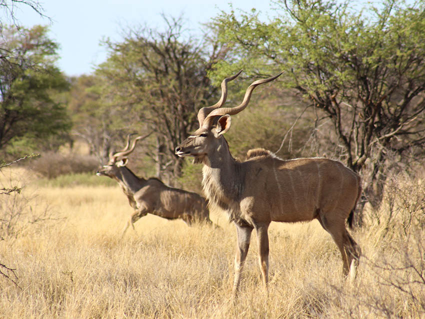kudu